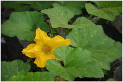 Cucurbita moschata